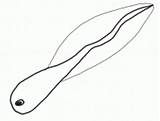 Coloring Tadpole Water Into Frog Drawings sketch template