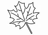 Maple Leaf Coloring Pages Color Printable Getcolorings Focus Print sketch template
