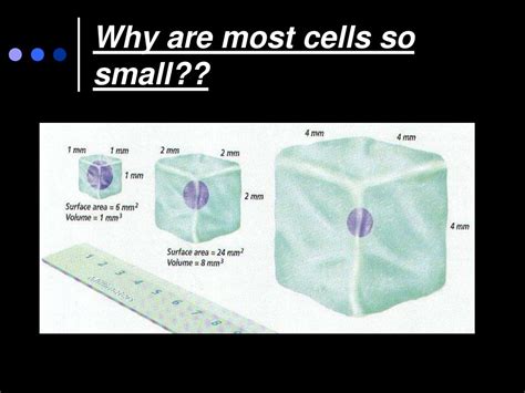 Why Are Cells So Small Asking List
