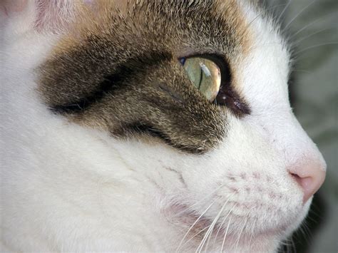 calico cat face  stock photo public domain pictures