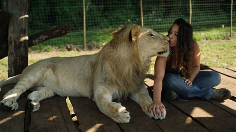 pet lion