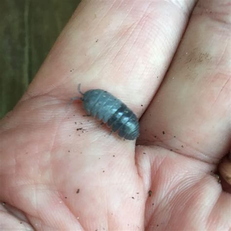 toned rolly pollies  mississippi home
