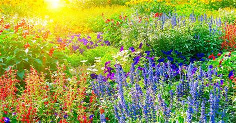 How To Have A Beautiful Garden In Full Sun