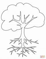 Arbol Roots Baum Raices Wurzeln Arboles Colorir Arvore Imprimer Malvorlage Ausmalbild Raiz Raizes Radici Supercoloring Albero Coloriage Hojas Drzewo Korzeniami sketch template