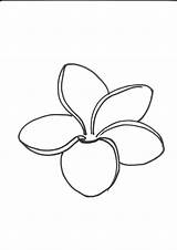 Plumeria Frangipani Outline Drawing Flower Coloring Line Tattoo Drawings Pages Hawaiian Flowers Stencil Designlooter Paintingvalley Result 2480 49kb Clip Getdrawings sketch template