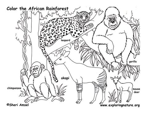 amazing coloring pages rainforest animal coloring pages