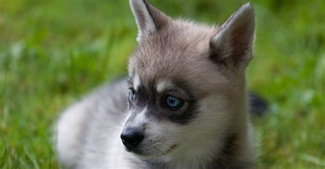 miniature husky dog breed complete guide   animals