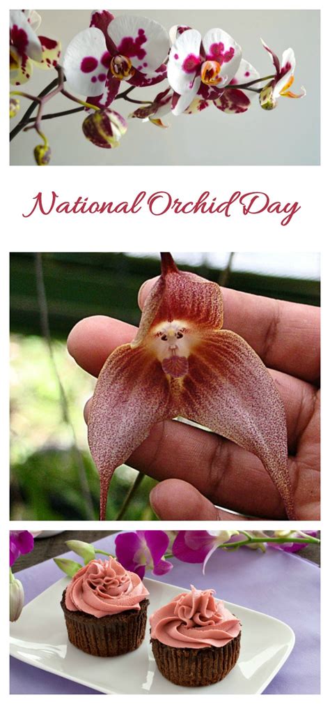 pictures  orchids national orchid day april  orchid photo gallery