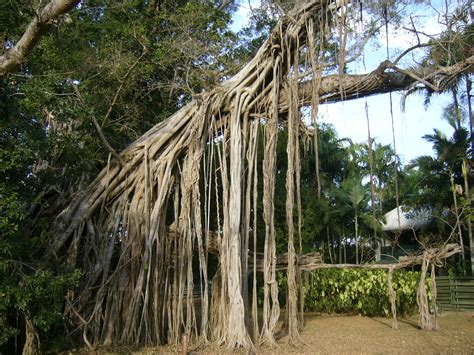 banyan trees provide   shelter eyesearthorg