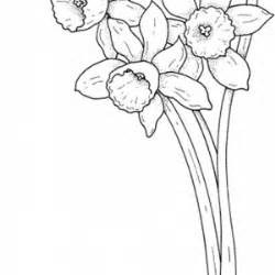 beautiful daffodil flower coloring page kids play color