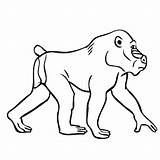 Mandrill Coloring Monkey Baboon Pages Outline Jungle Animals Tattoo Simple Color Walking Designlooter Thecolor Gif Others 87kb 560px Visit Tattooimages sketch template