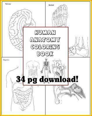 human anatomy coloring book   study   body   systems