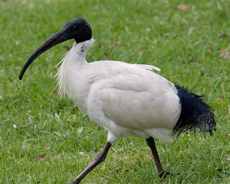 australian white ibis alchetron   social encyclopedia