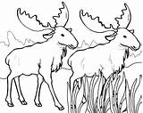 Coloring Moose Pages Elk Bull Kids Getdrawings Antlers Cool2bkids Drawing sketch template