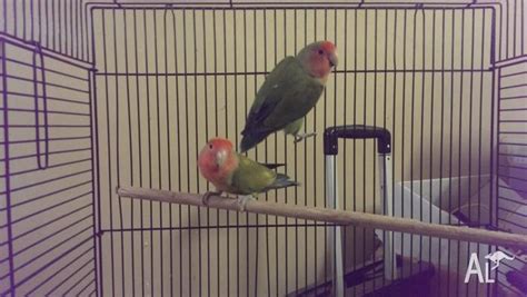 2 X Peach Faced Love Birds With Cage For Sale In Arundel Queensland