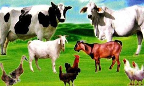 peluang usaha  jenis hewan ternak  menguntungkan bersosialcom