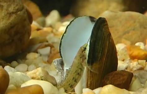 springfield plateau mussels lure fish