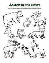 Coloring Animal Pages Animals Classification Arctic Choose Board Printable sketch template