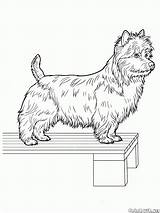 Coloring Pages Terrier Yorkshire Colorkid Dogs Dog sketch template