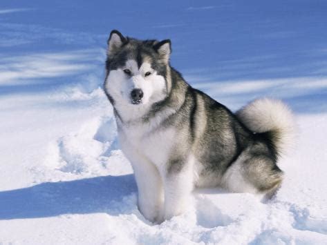 alaskan malamute dog  snow usa photographic print  lynn  stone
