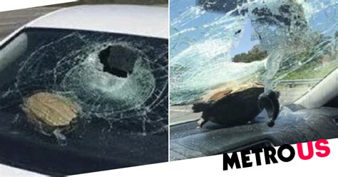 turtle flies through windshield and hits elderly woman in the head