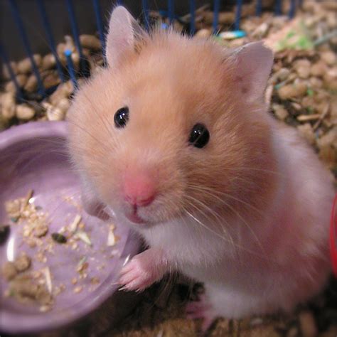 tips merawat hamster zzzloveanimalzzz