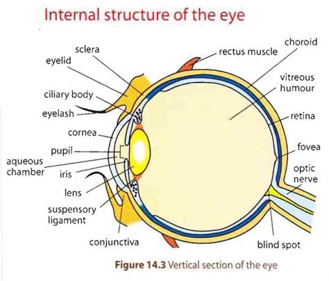 diagram   human eye medicinebtgcom