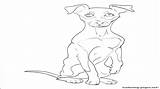 Pinscher Coloring Pages Miniature Pinchers Doberman Draw Dog Getdrawings Print Getcolorings sketch template
