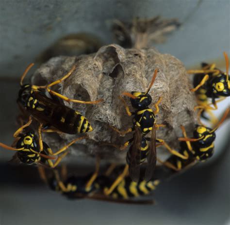 5 Natural Wasp Control Tactics Texas Wasp And Yellow Jacket Control