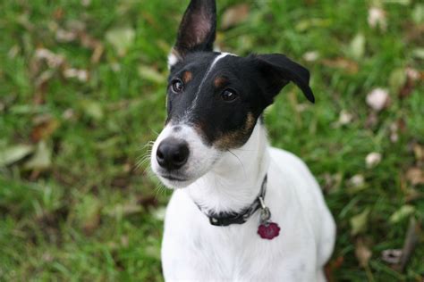 smooth fox terrier dog breed information   dogs