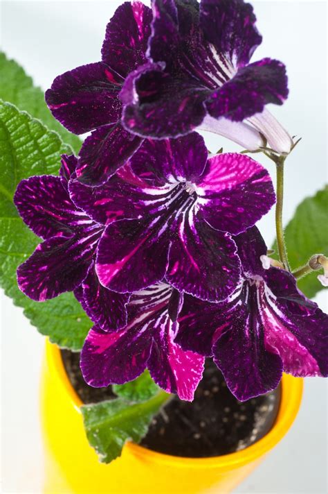 add  color  cheery easy  grow indoor flowering plants