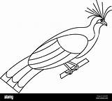 Hoatzin Outline Bird Tropical Isolated Alamy Flat Style Vector Shopping Cart sketch template