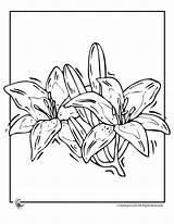 Coloring Lily Pages Flower Print Flowers Outline Lilies Printable Kids Color Nature Single Printer Send Button Special Use Only Click sketch template