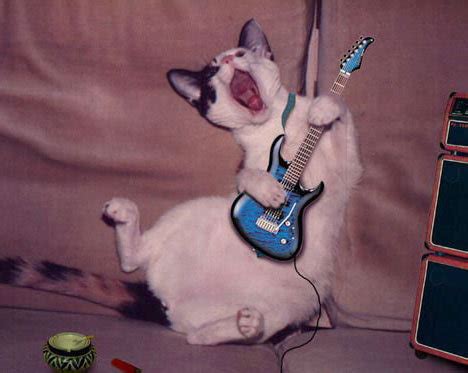 crazy cats lol cats photo  fanpop