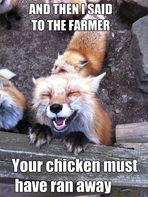 enjoy fox meme fox memes happy memes funny animals
