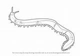 Worm Velvet Drawing Draw Worms Earthworm Step Learn Getdrawings Tutorials sketch template