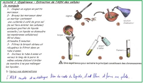 Protocole Extraction Dadn – Principe Extraction Adn – Mcascidos
