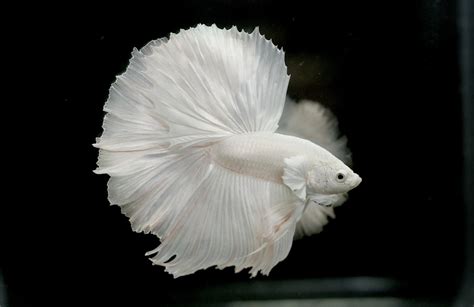 albino betta fish picture    solid white halfmoon hd