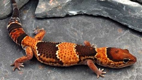 african fat tailed gecko facts  pictures reptile fact
