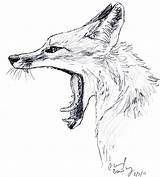 Yawning Silvercrossfox Zorro Foxes Fuchs Realista Skizzen sketch template