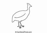 Guinea Fowl Clipart Guineafowl Illustration Illustrations Clip Stock Clipground Outlined Canstockphoto sketch template