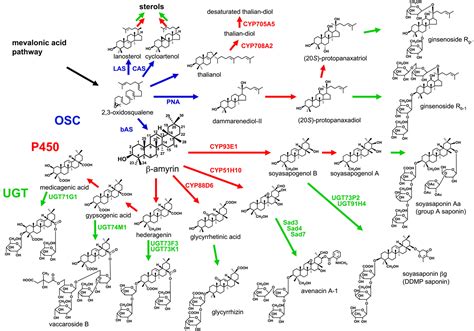 biosynthetic pathways