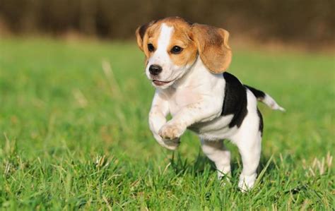 pocket beagle dog info temperament training puppies pictures