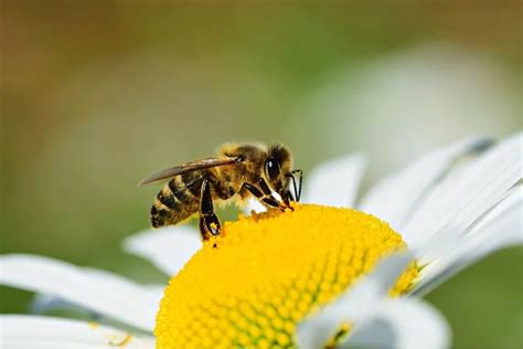 ¿cuál Es La Función De Las Abejas En El Mundo Y Por Qué Son Tan