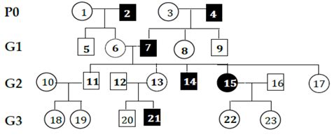 x linked recessive inheritance pedigree slideshare