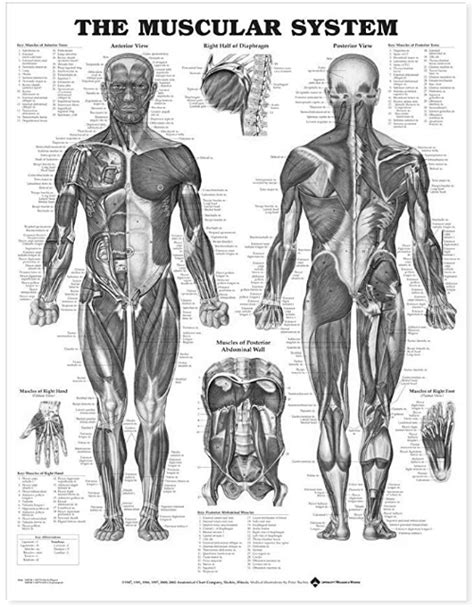 anatomical chart historyphysio