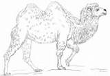 Coloring Camel Camels Pages Bactrian sketch template
