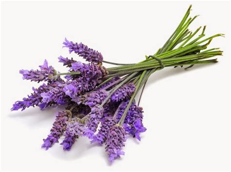 herb hound lavender