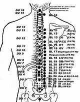 Points Acupuncture Bladder Back Meridian Bl Po Chinese Hu Door Chart Medicina Spine Charts Acupressure Medicine Chinesa Shu Qigong Gif sketch template