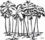 Coconut Palm Colouring Palms sketch template